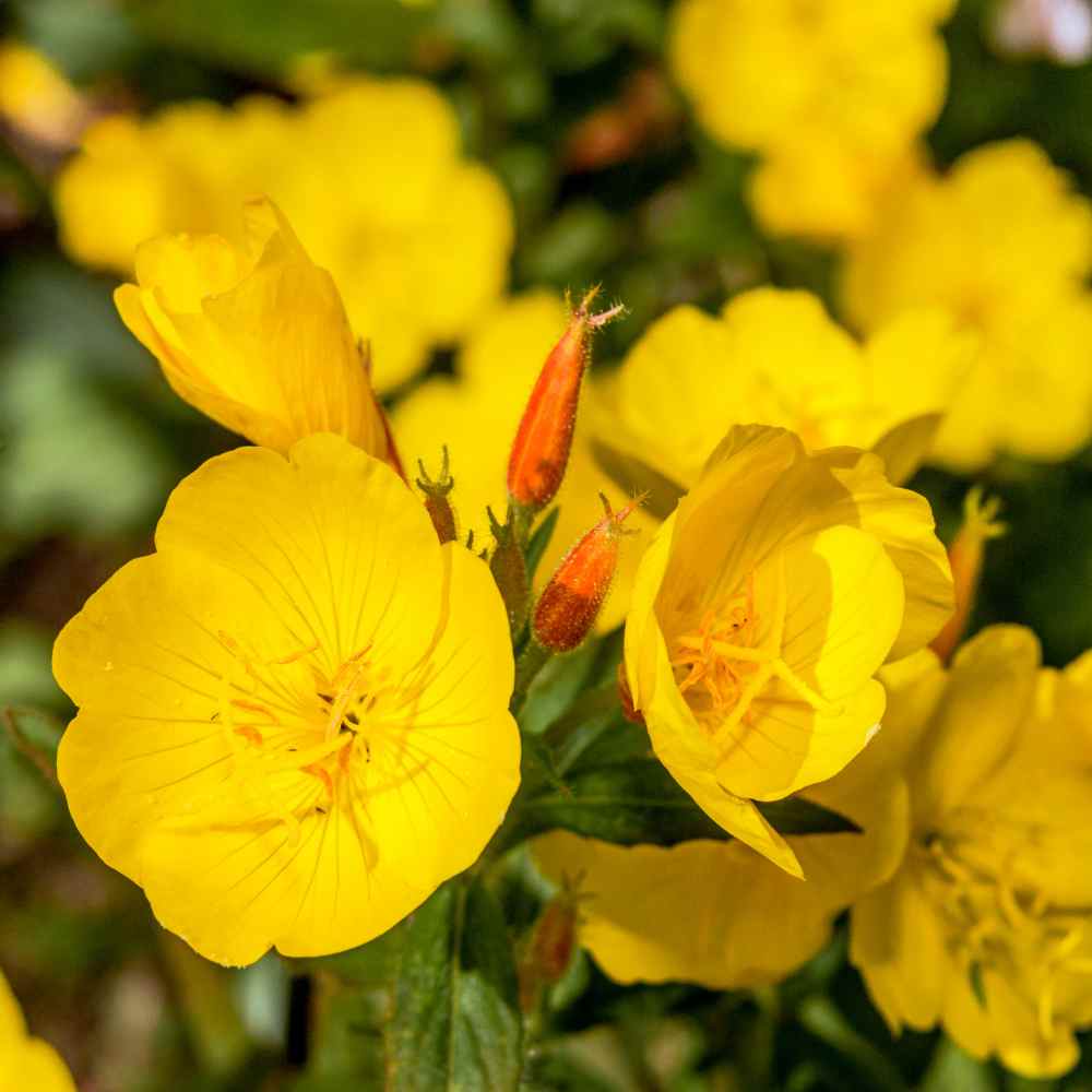 Evening Primrose Flowers