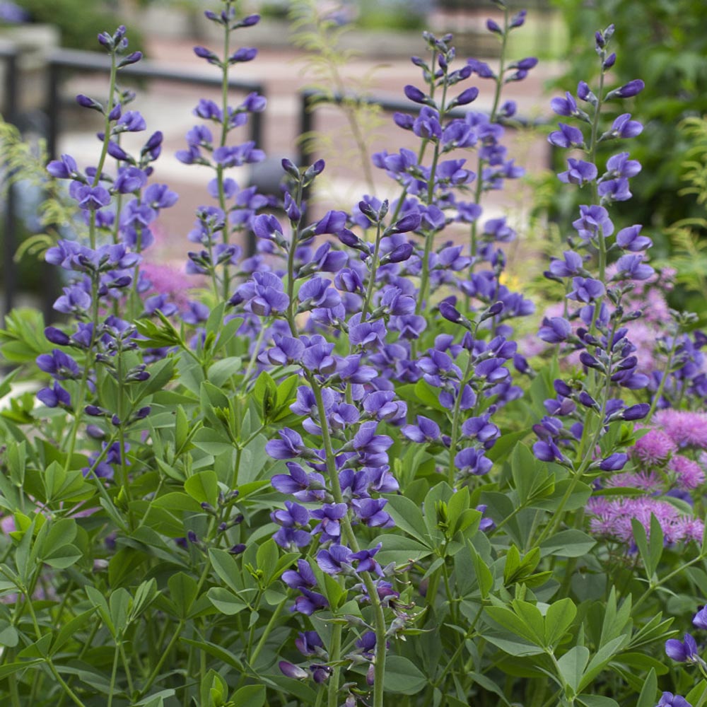Baptisia Australis