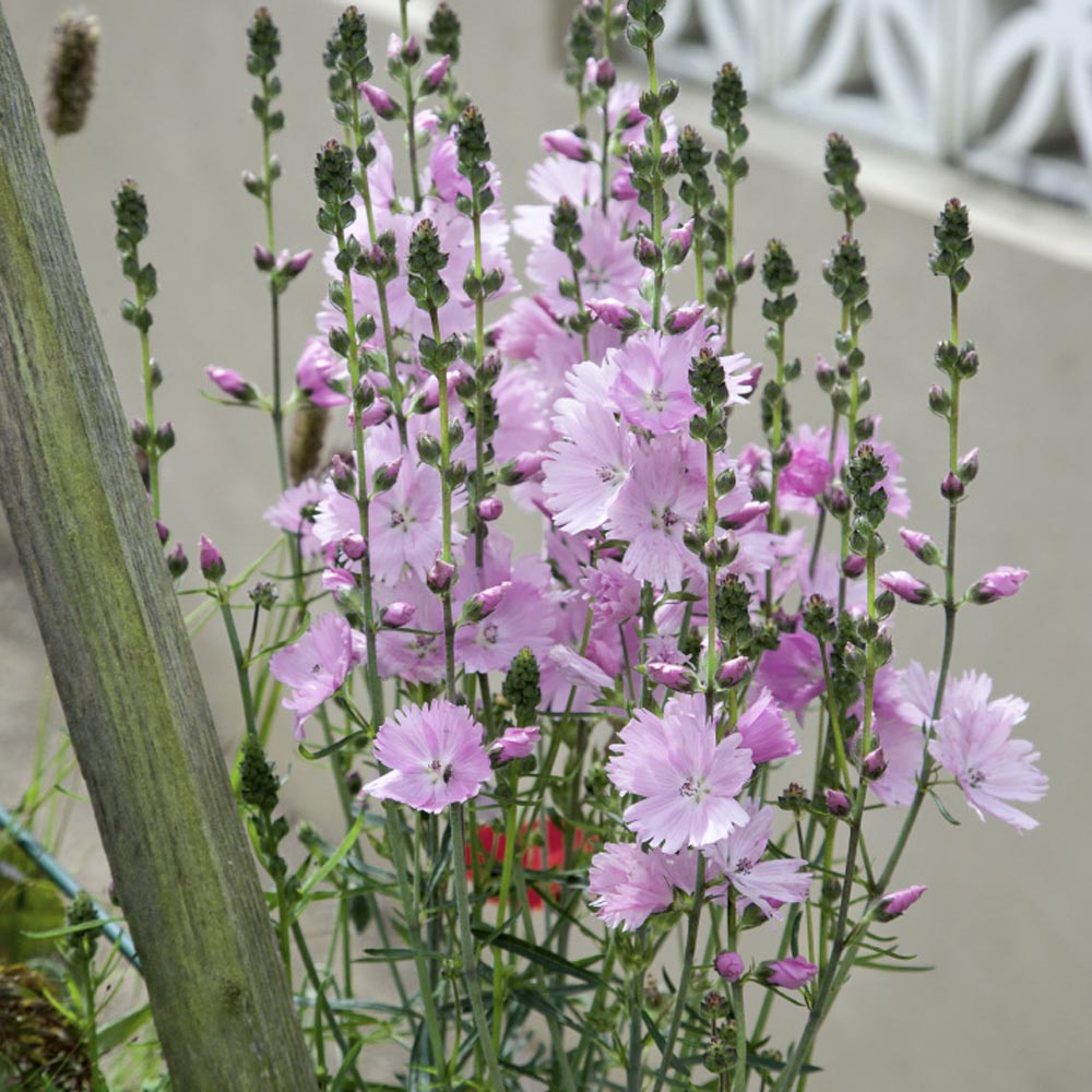 False Mallow Garden Plants