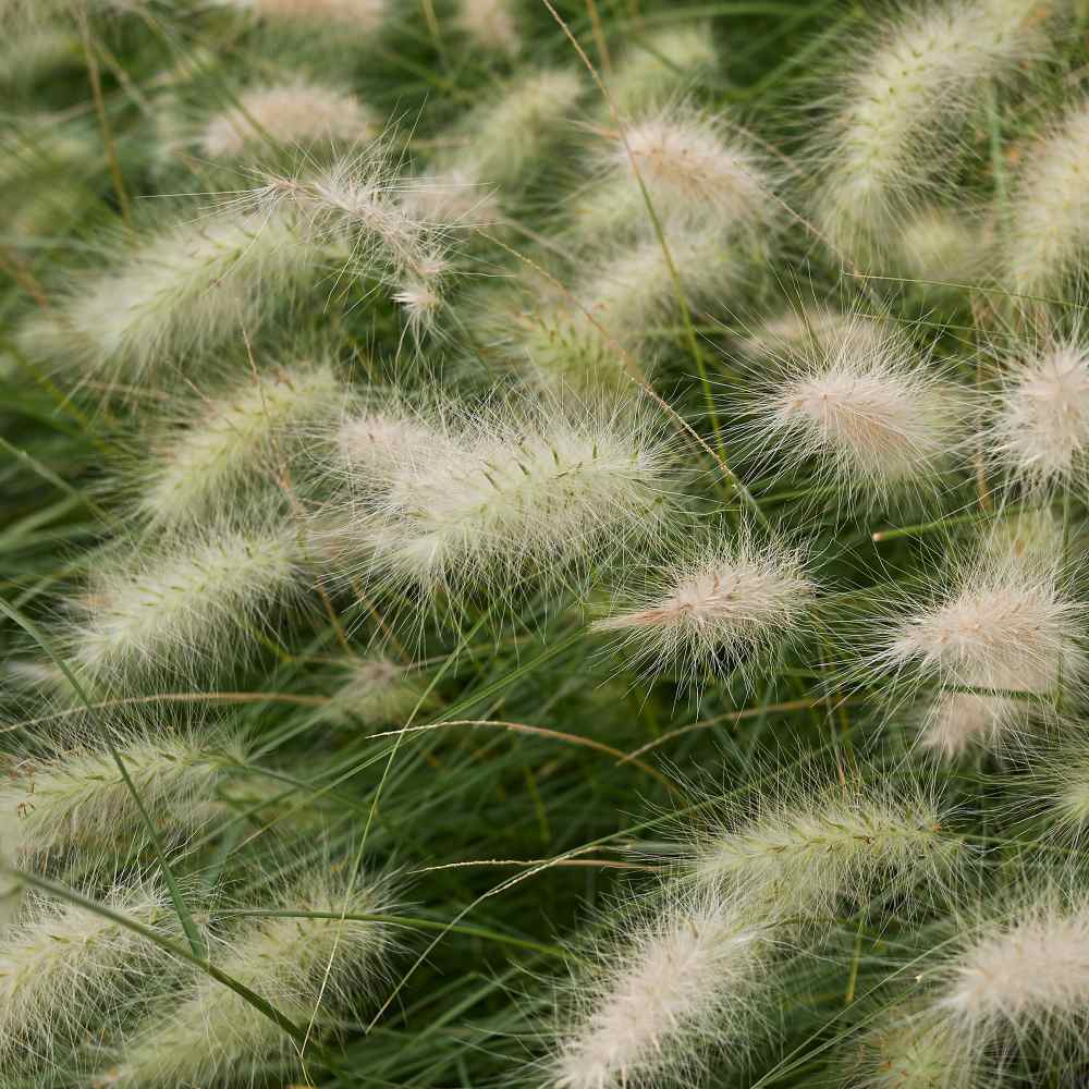 Feathertop Pennisetum Villosum