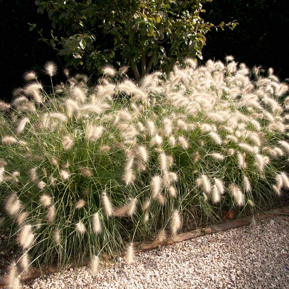 Feathertop In Planter Blox