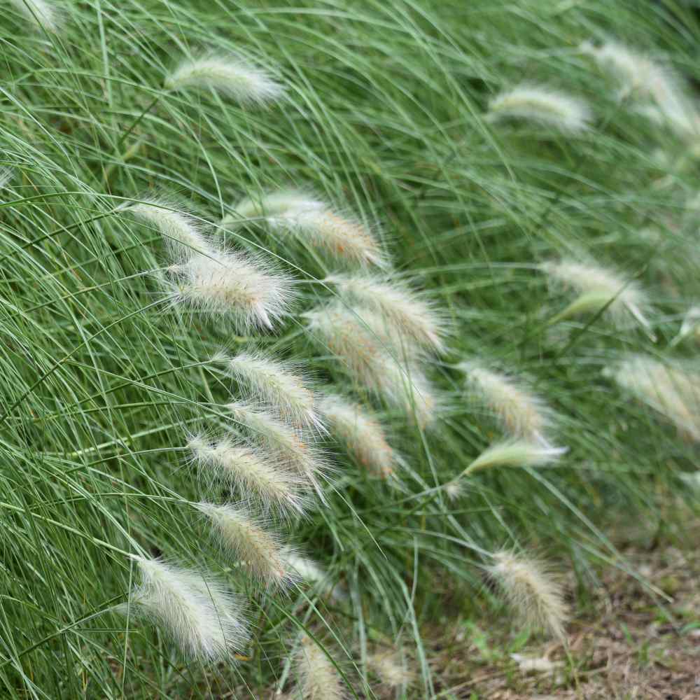 Feathertop Ornamental Grass