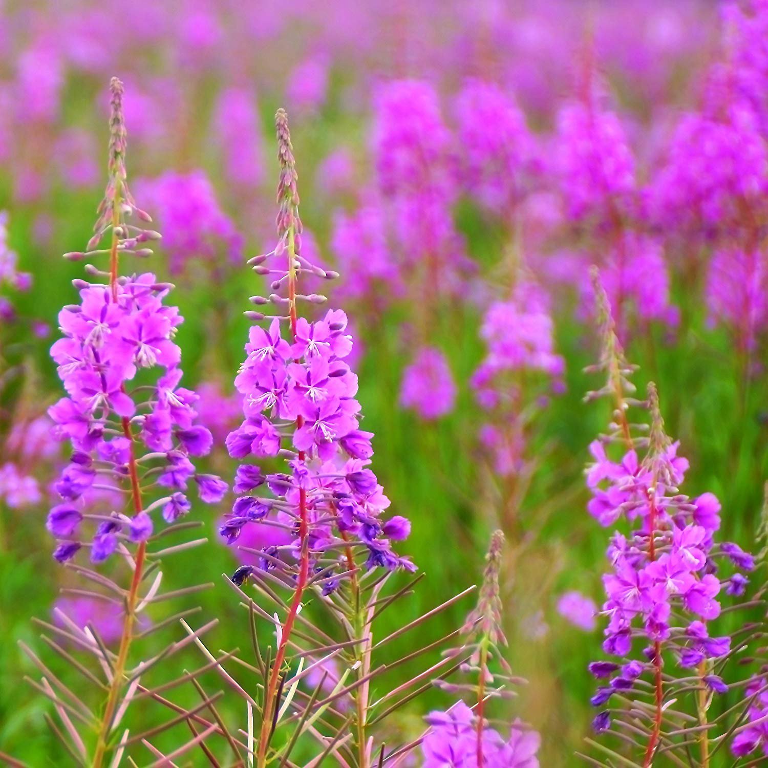 fireweed flowers