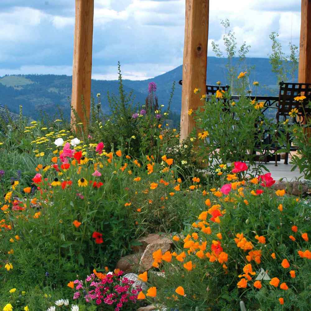 Firewise Wildflower Seed