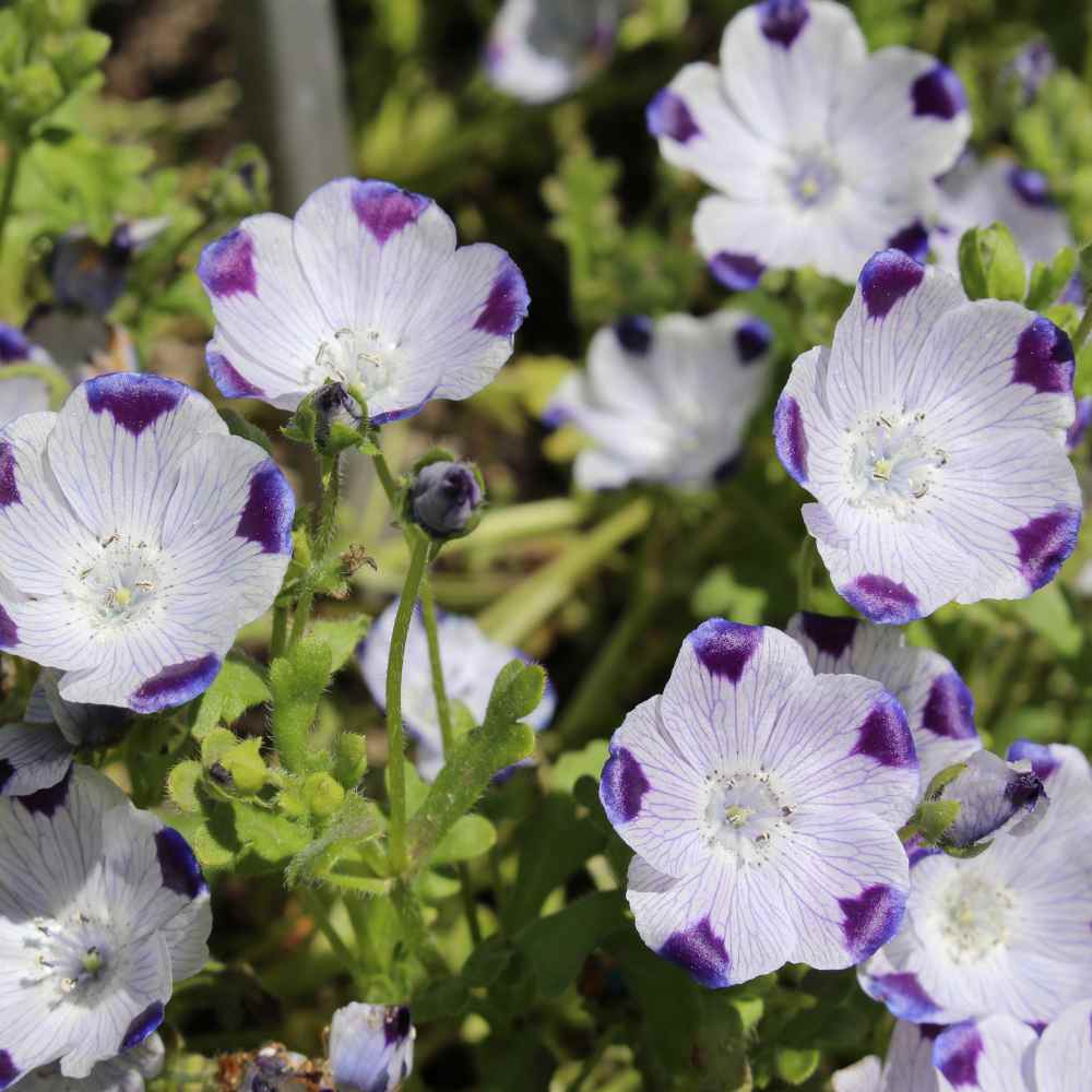 Nemophila Maculata Flowers