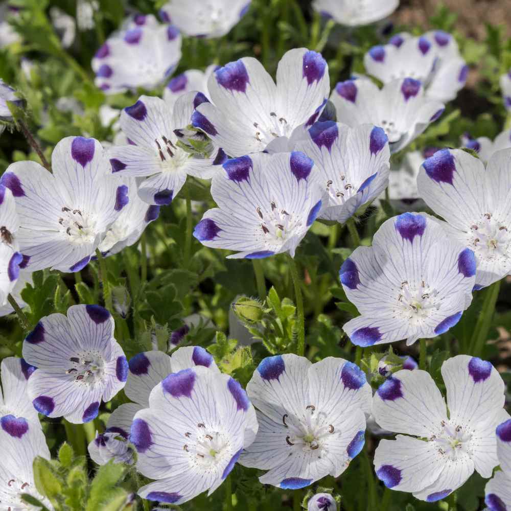 Five Spot Wild Flower Seed
