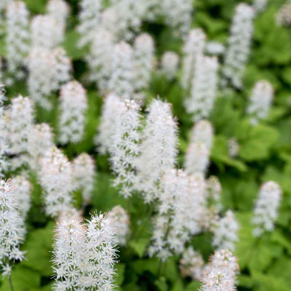 Foamflower Groundcover Seed