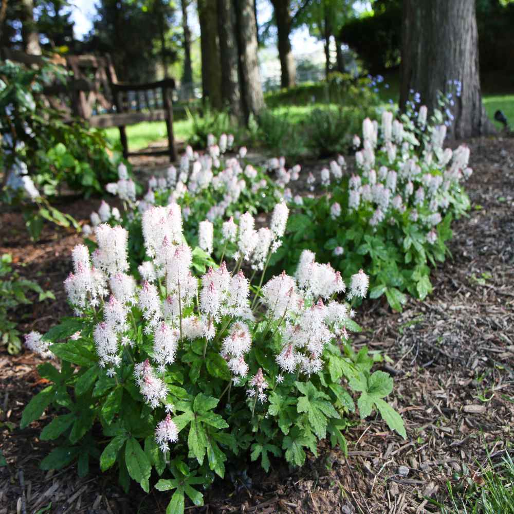 Foamflower Flowers