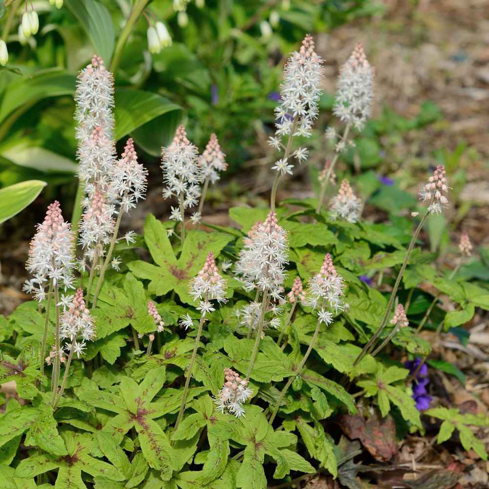 Foamflower Plants