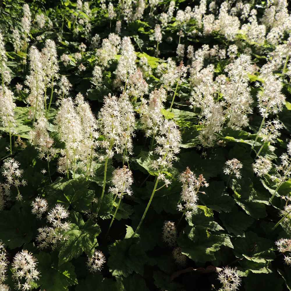 Tiarella Wherry Ground Cover Plant