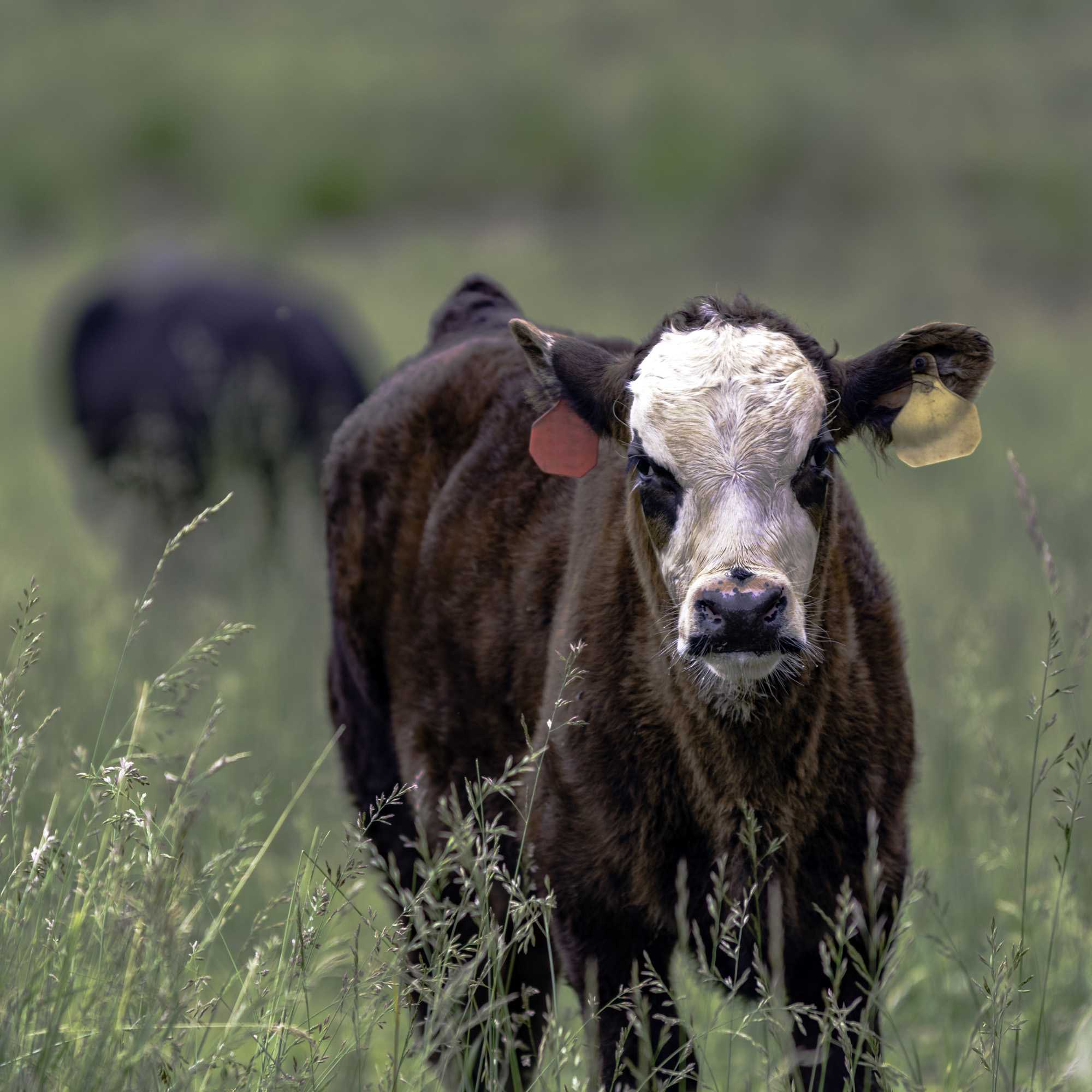 Forage Fescue Pasture Grass