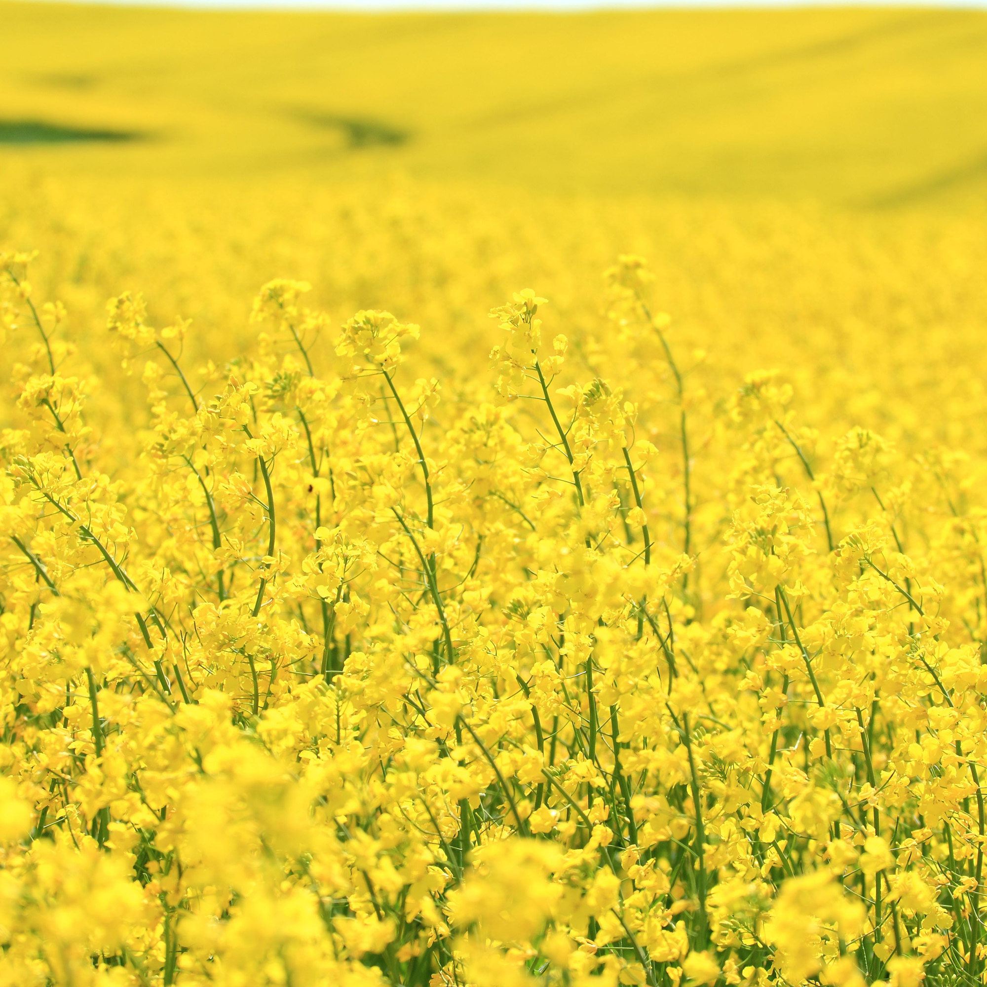 Dwarf Essex Rape Field