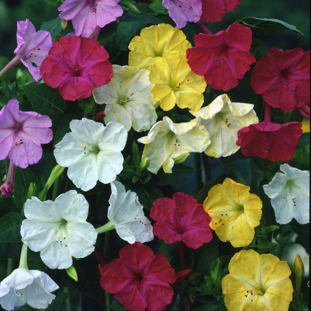 Four O'clock Wild Flower Seed