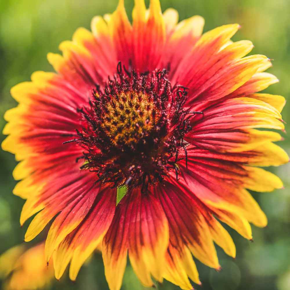 Indian Blanket Flower