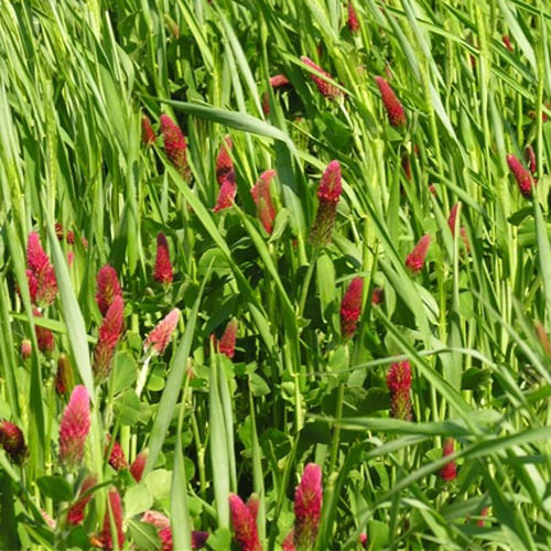 Gardenway Cover Crop Seed