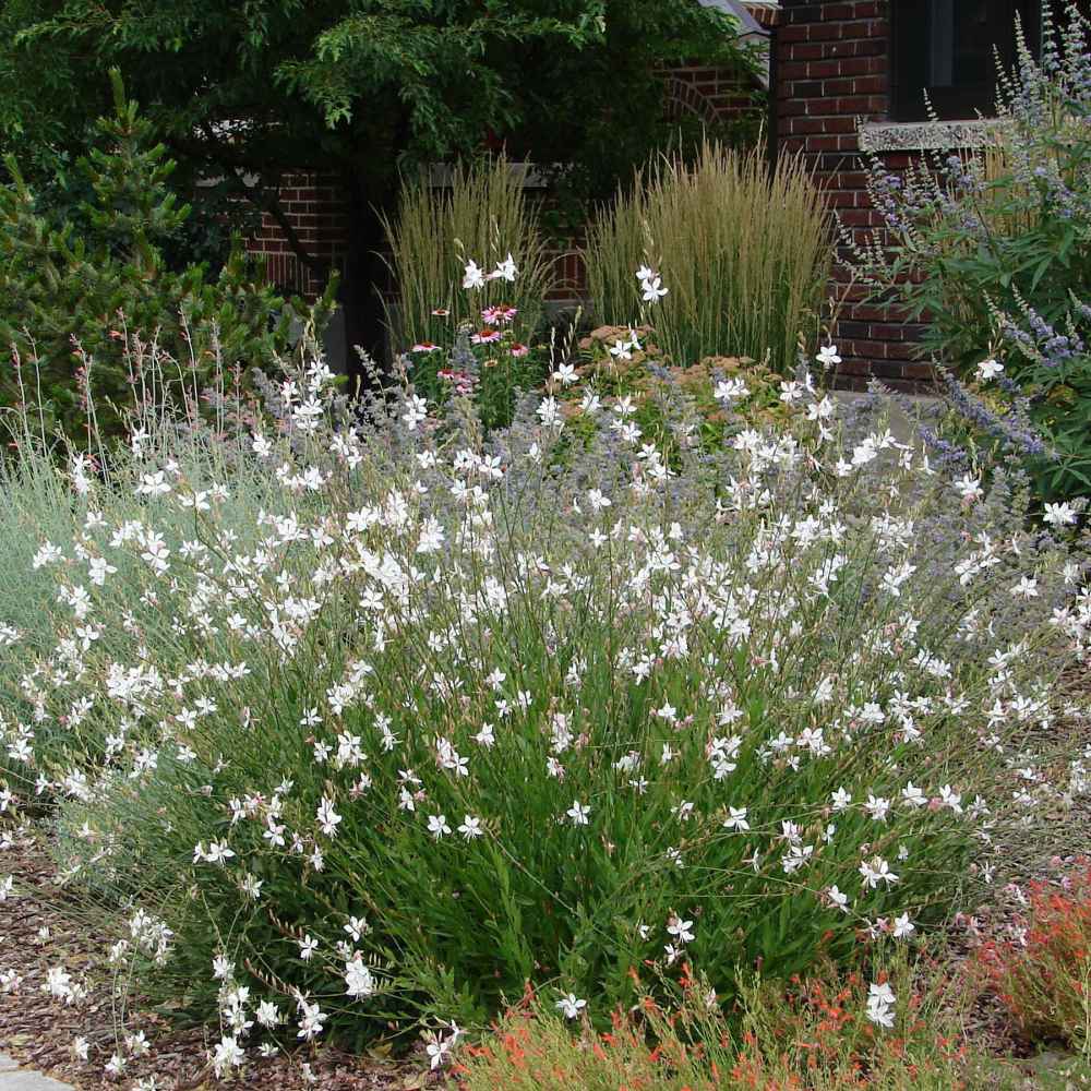 Gaura Flowers
