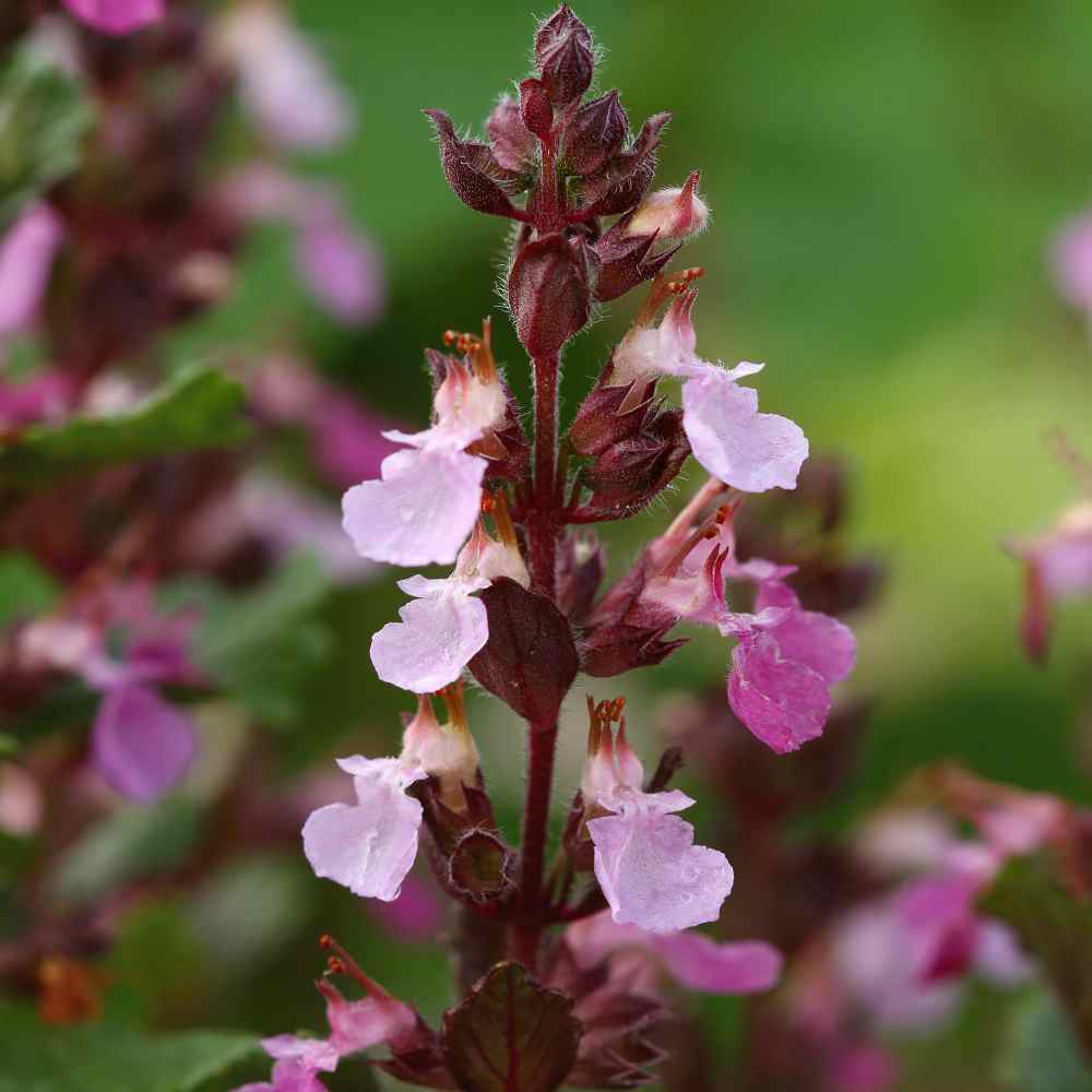 Germander Perennial Herb