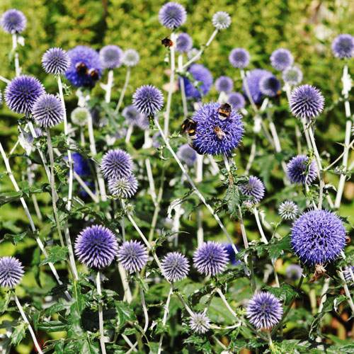 Globe Thistle Flower Seed