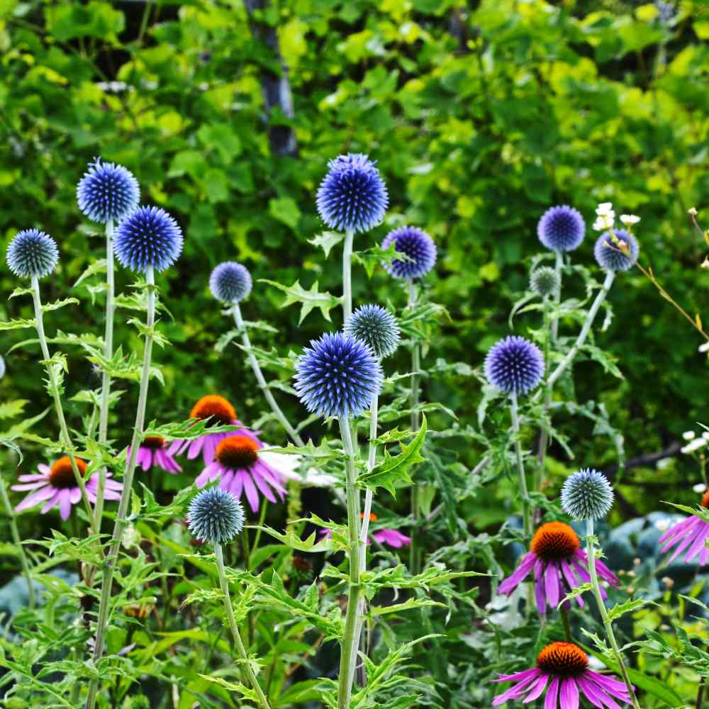 Globe Thistle Plant