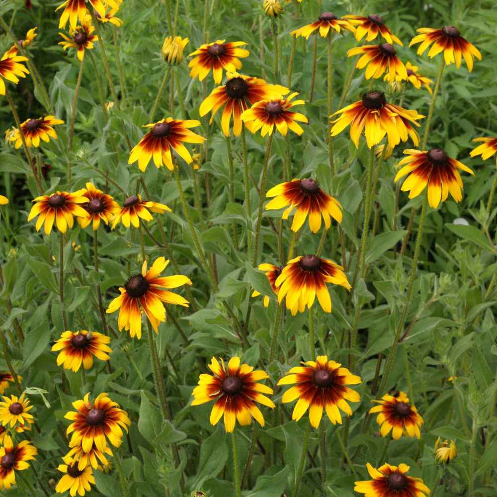 Gloriosa Daisy Wildflower Seed