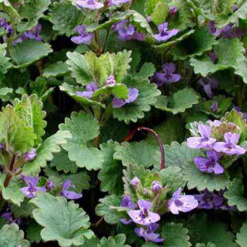 Ground Ivy