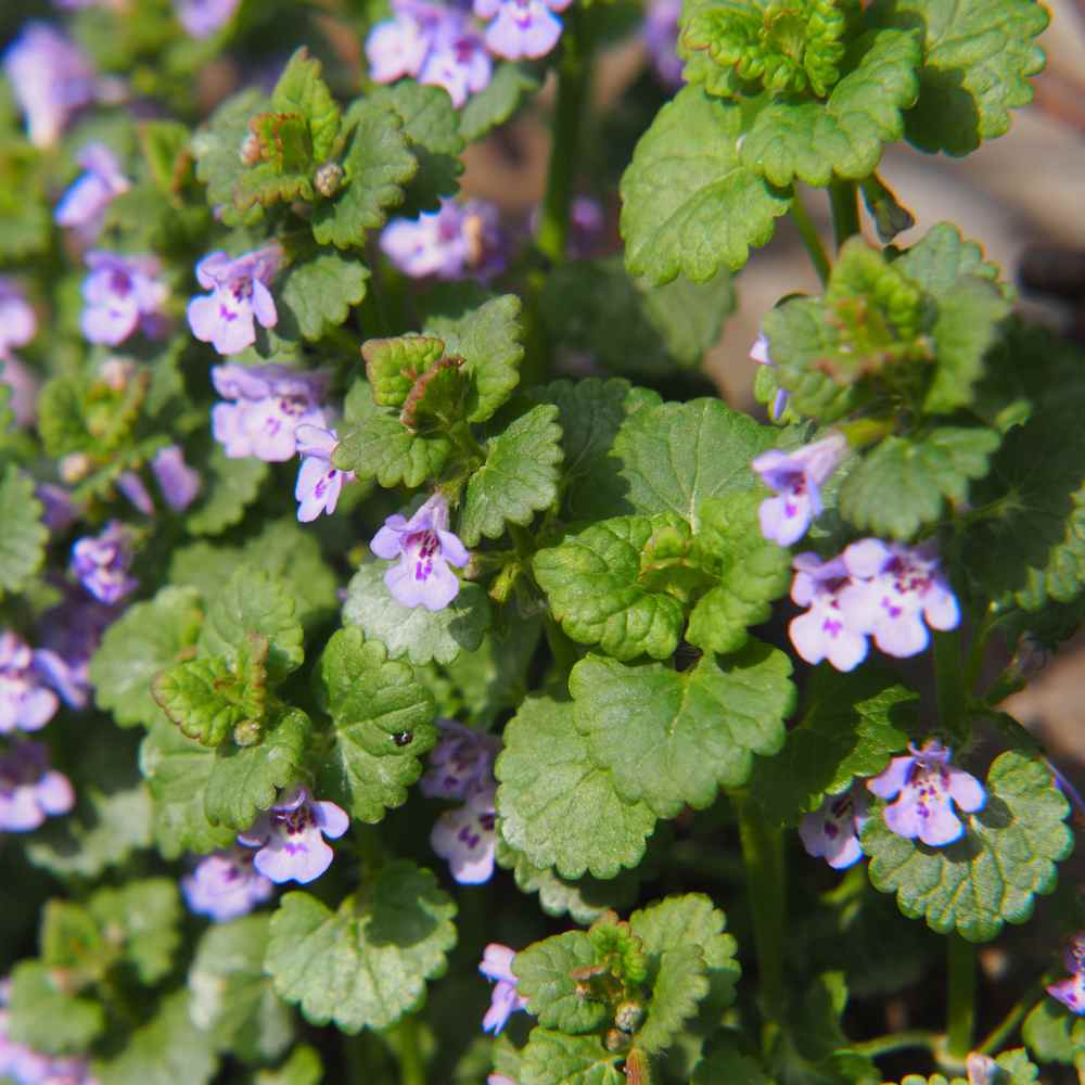 Ground Ivy Plants