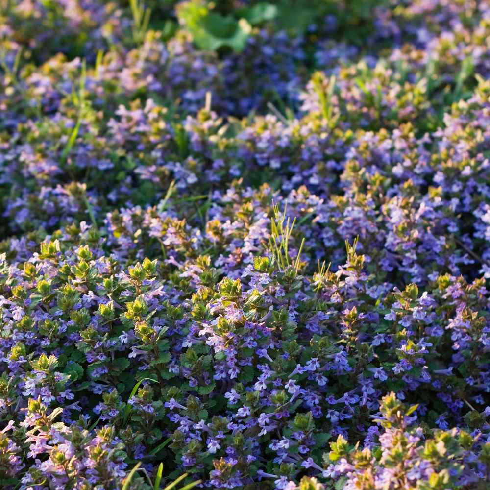 Ground Ivy Ground Cover