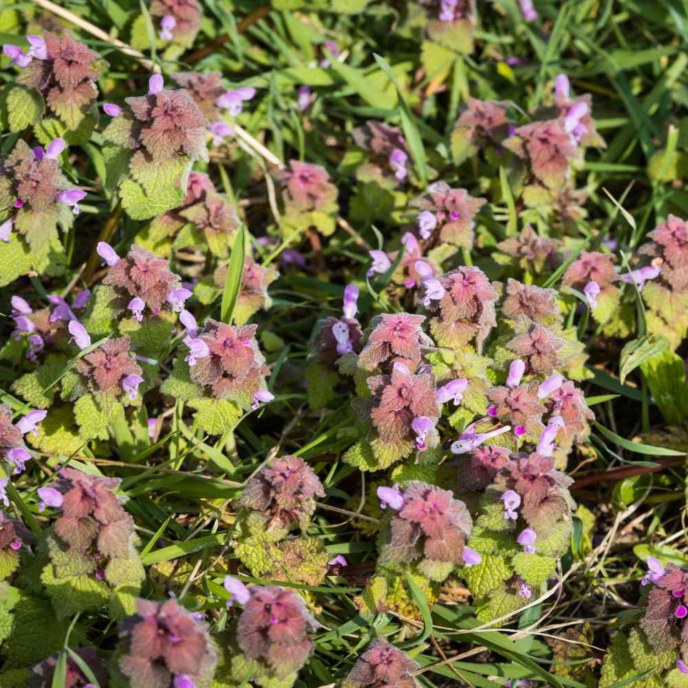 Ground Ivy Flowers