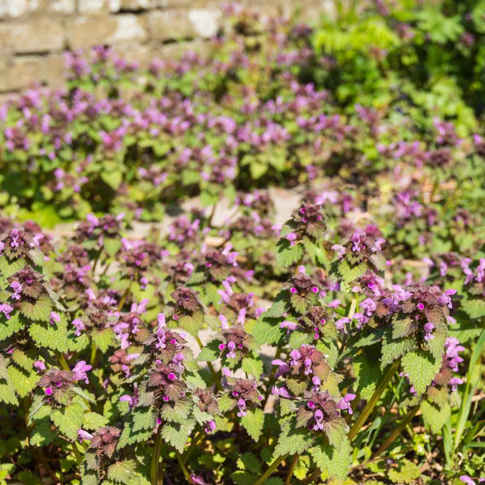 Glechoma Hederacea Ivy