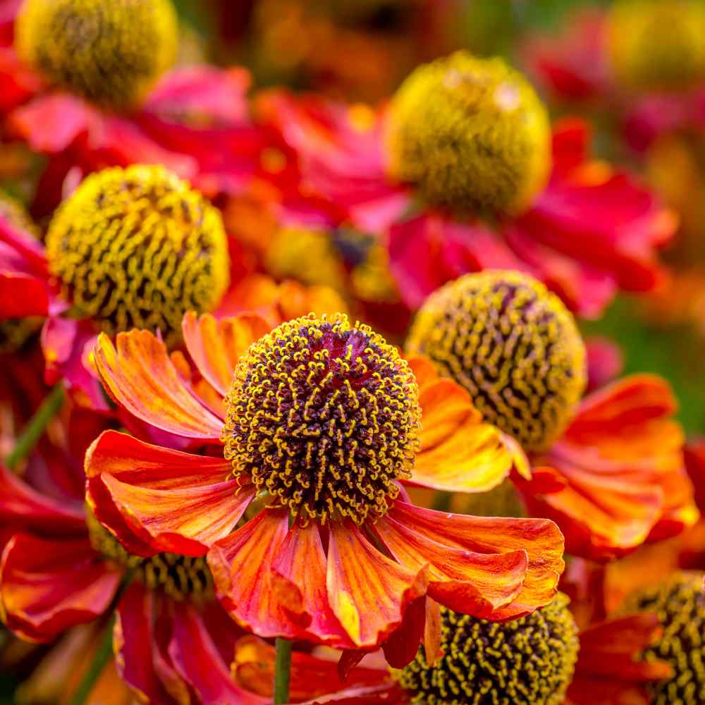 Helenium Flower Seed
