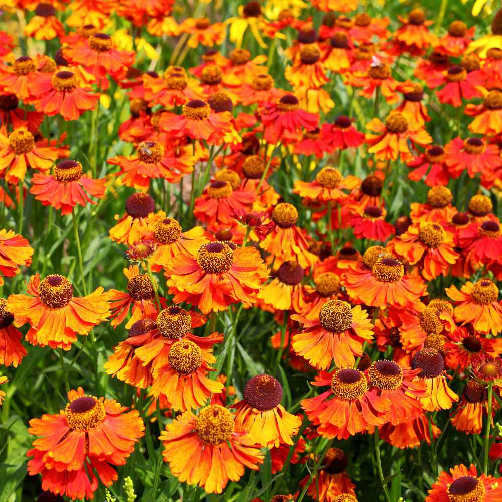Helenium Flowers
