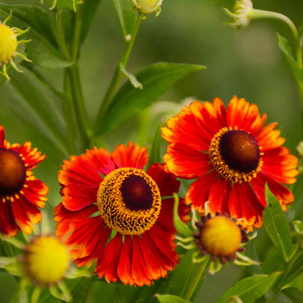 Sneezeweed Flower Seed