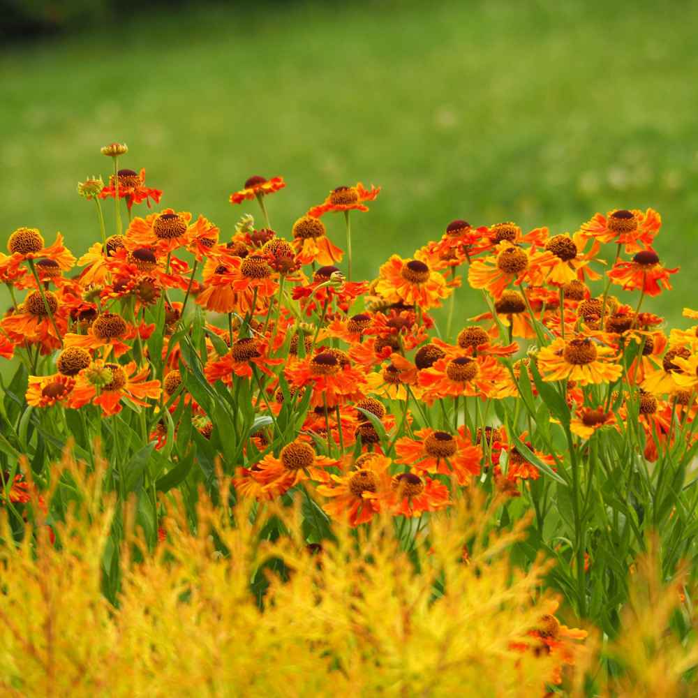 Helenium Flower Garden
