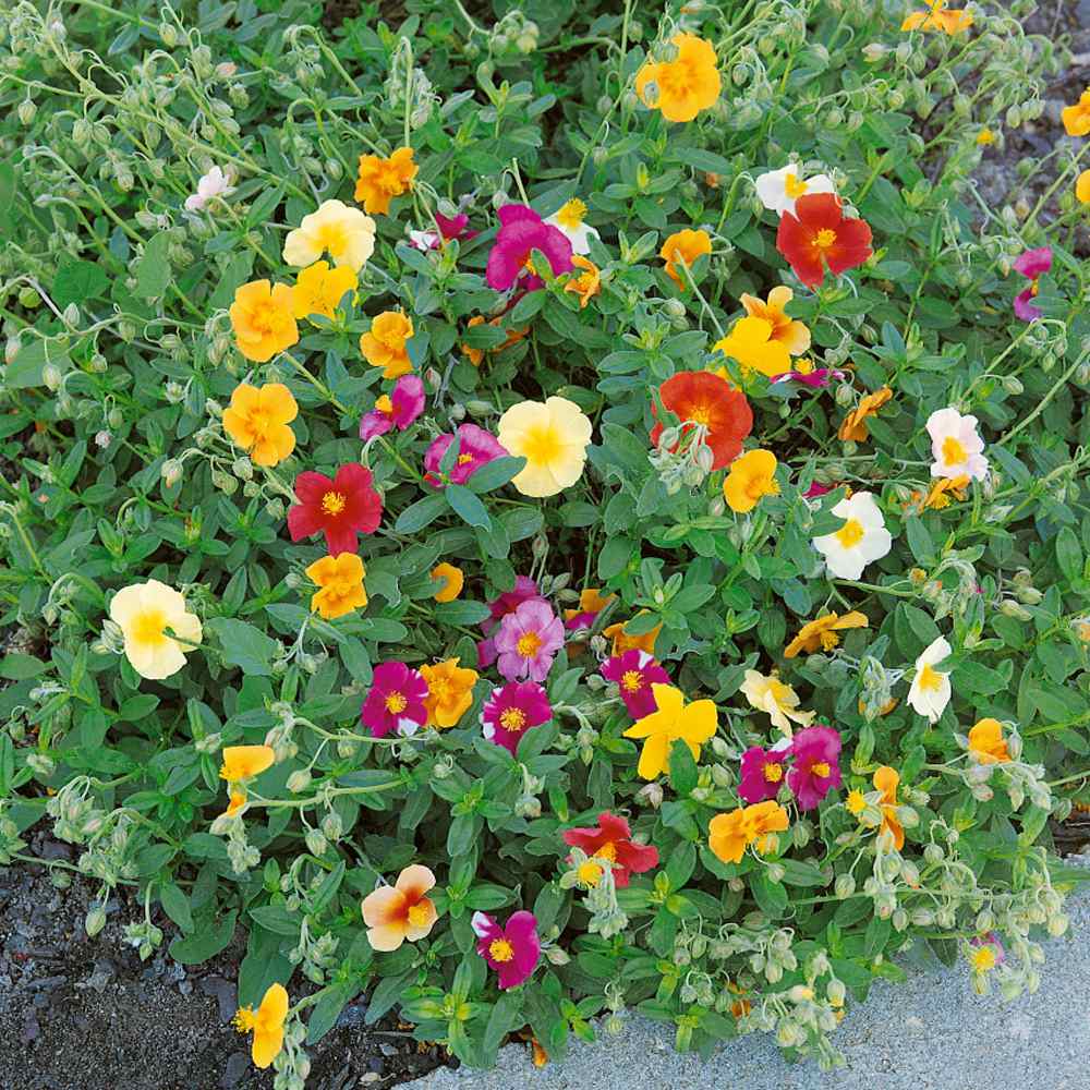 Rock Rose Flower Mix
