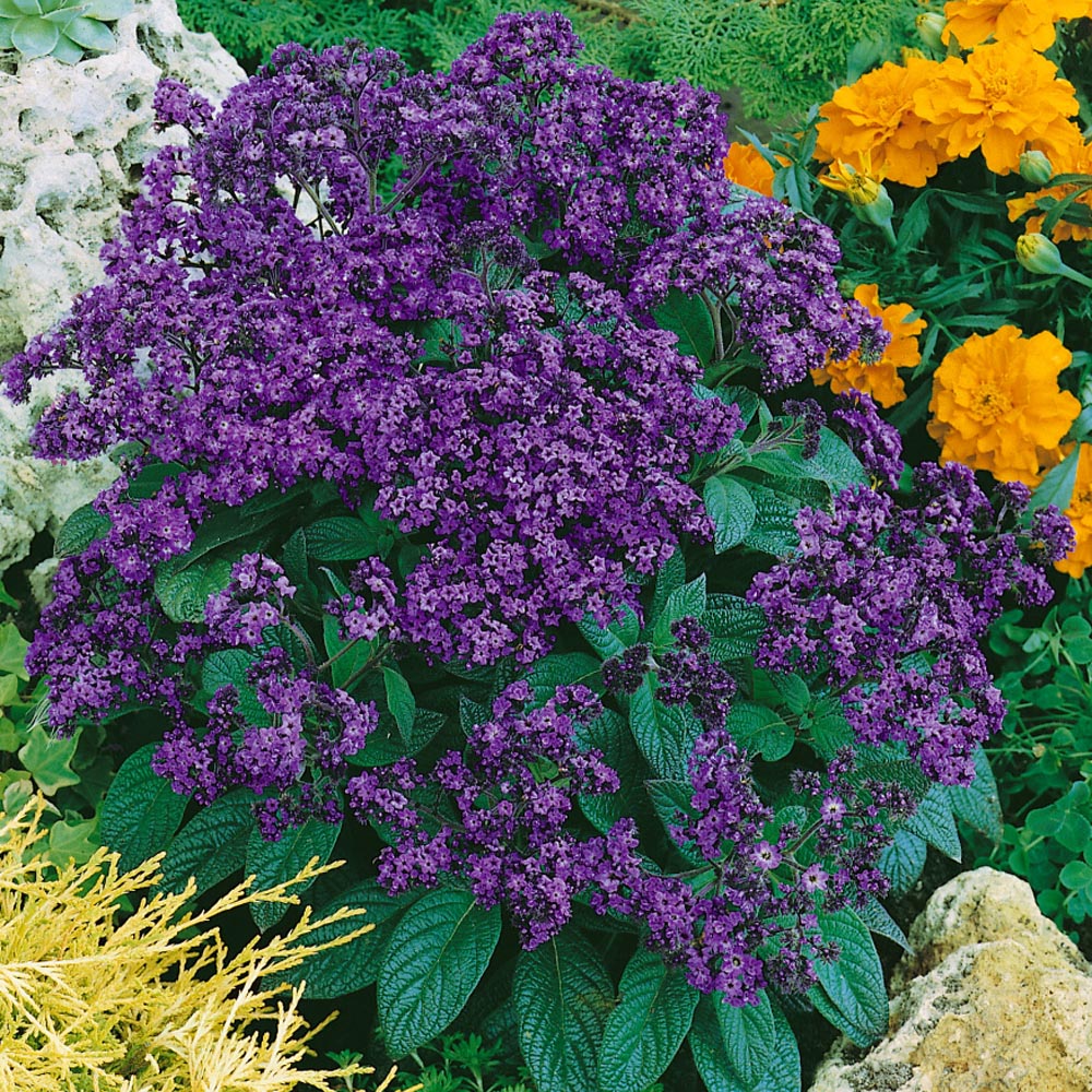 Heliotropium Purple Marine Flowers