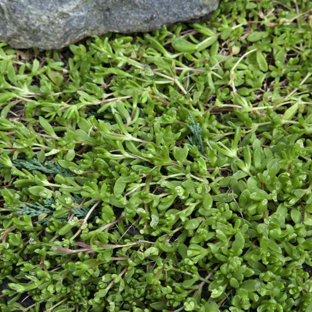 Herniaria Glabra Ground Cover