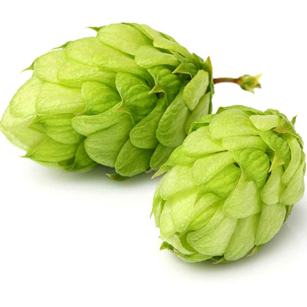 Humulus Plants