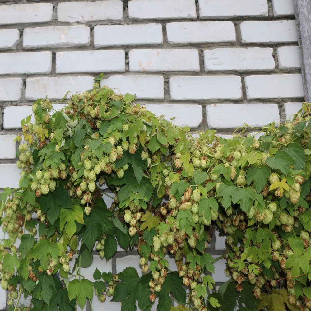 Hops Growing On Wall