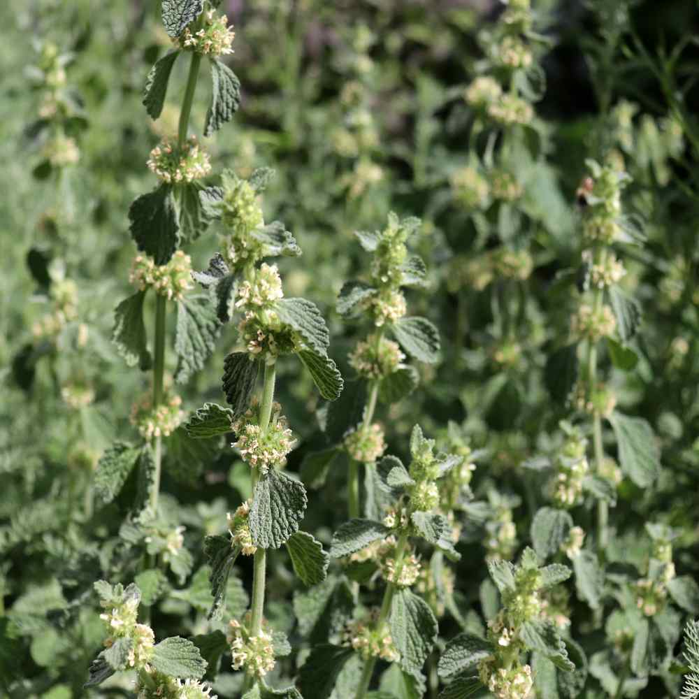 Horehound Herb Plants