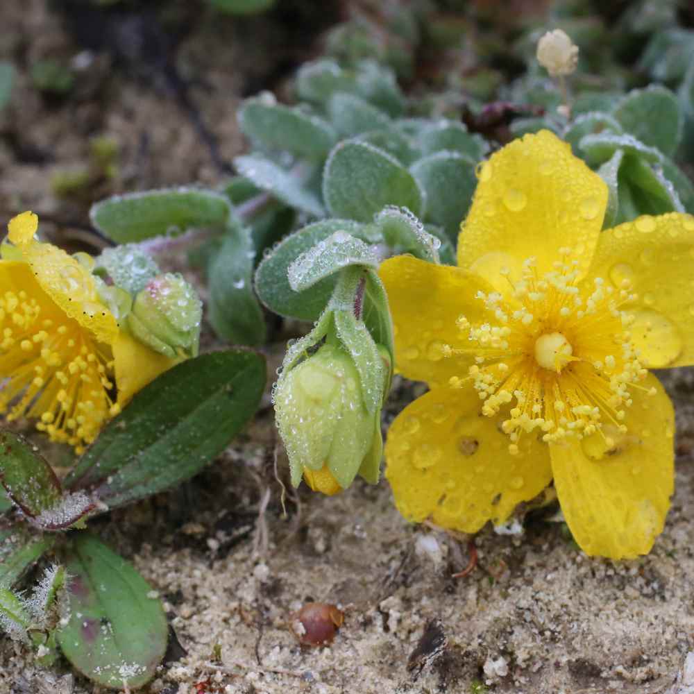 Hypericum Groundcovers