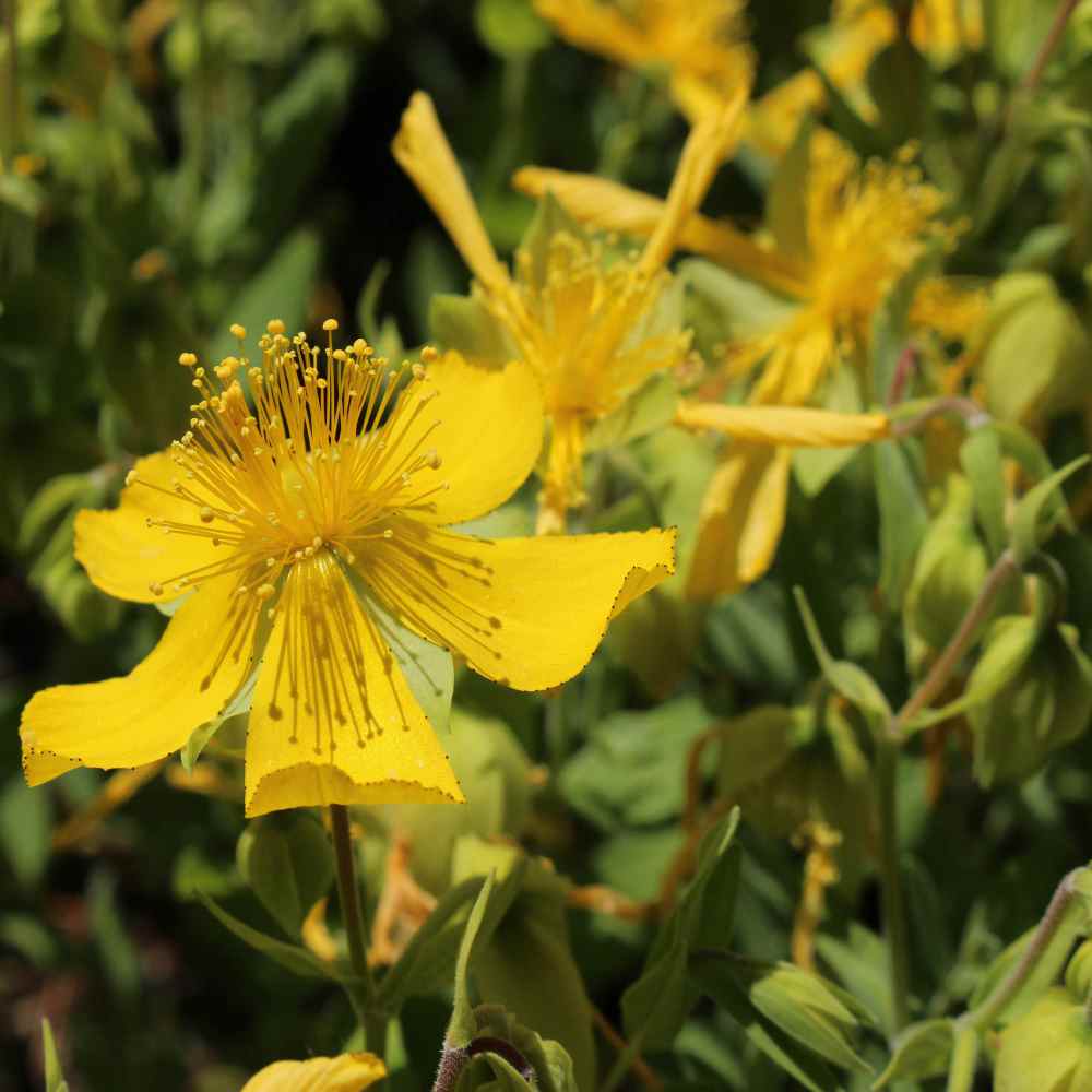 Hypericum Ground Plants