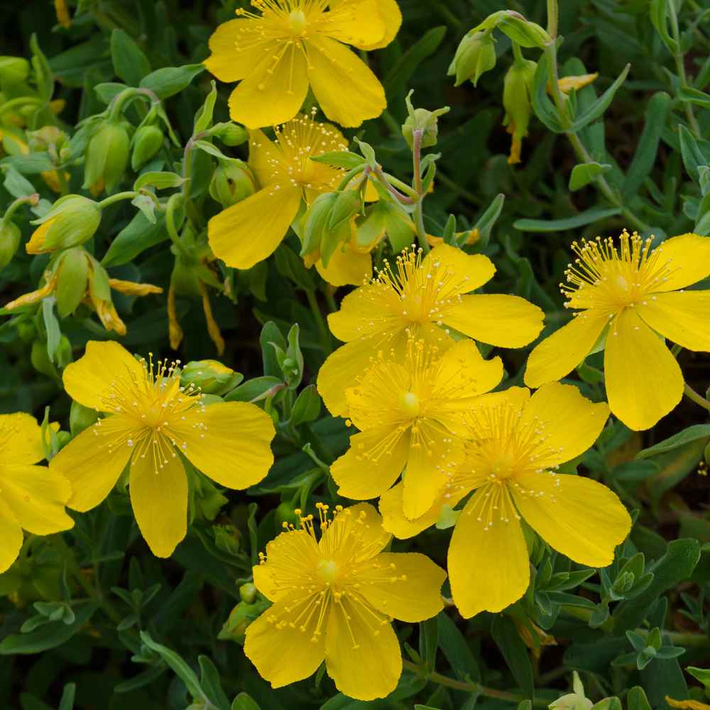 Perennial Hypericum Flowers