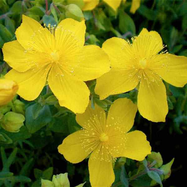 Hypericum Cerastoides Ground Cover Seed