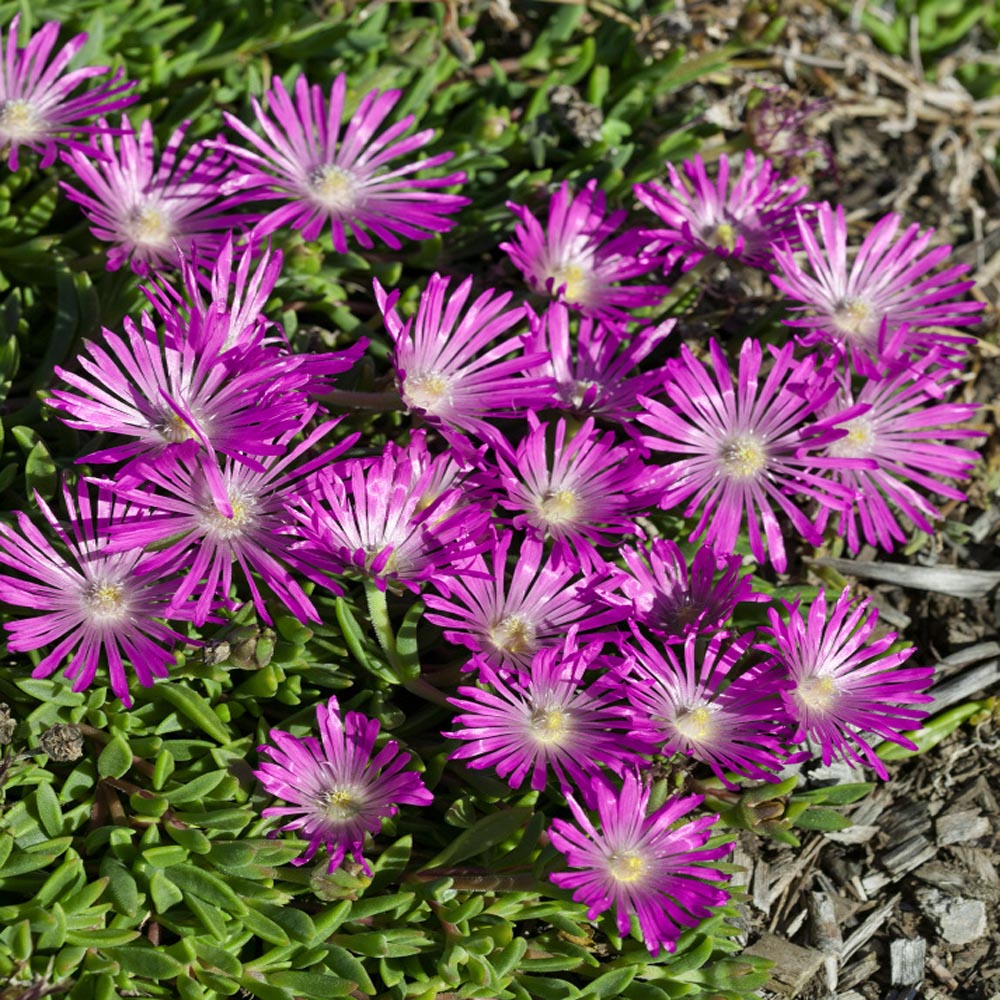Delosperma Table Mountain Ground Cover