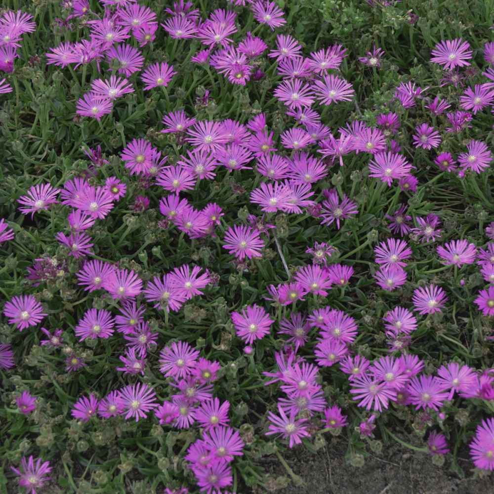 Delosperma Table Mountain