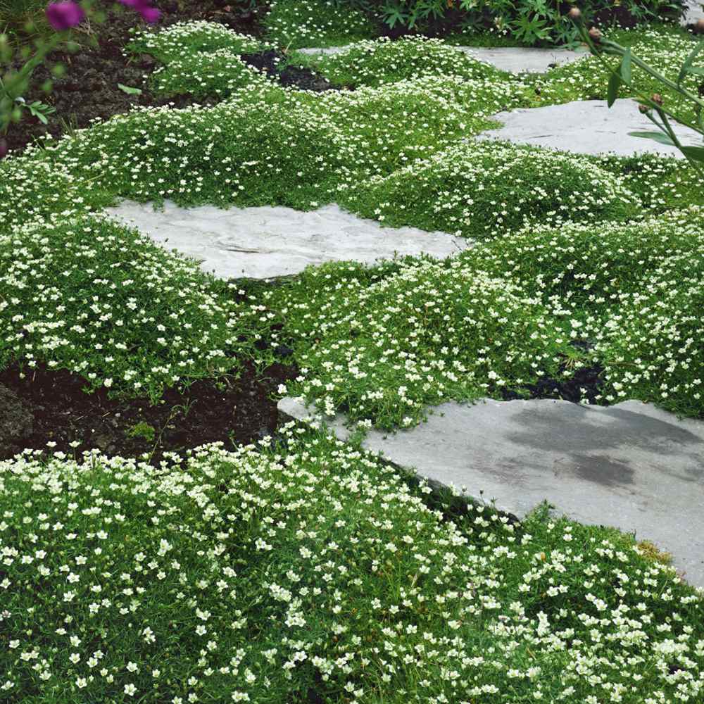 Sagina Subulata Pearlwort