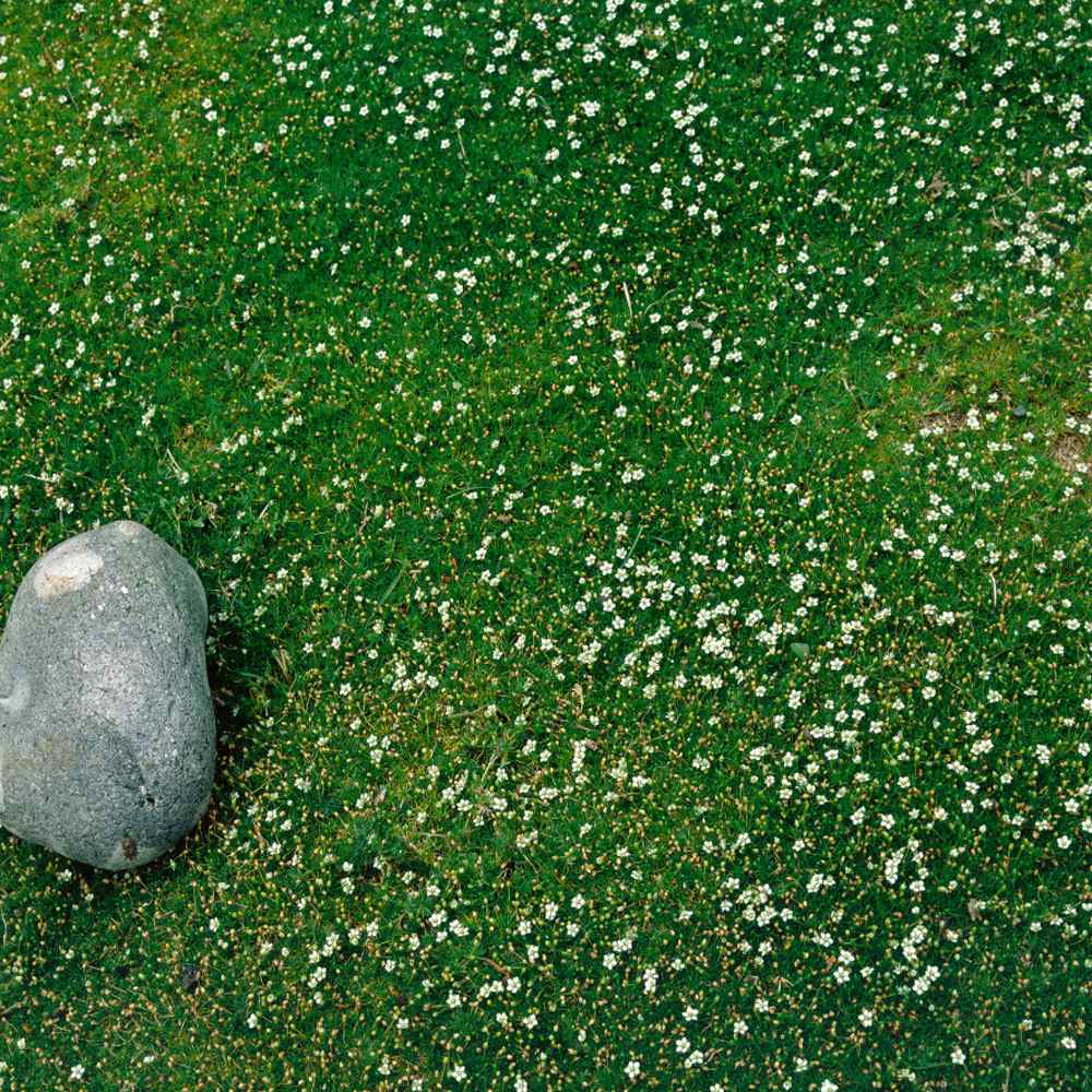 Low Growing Sagina Subulata