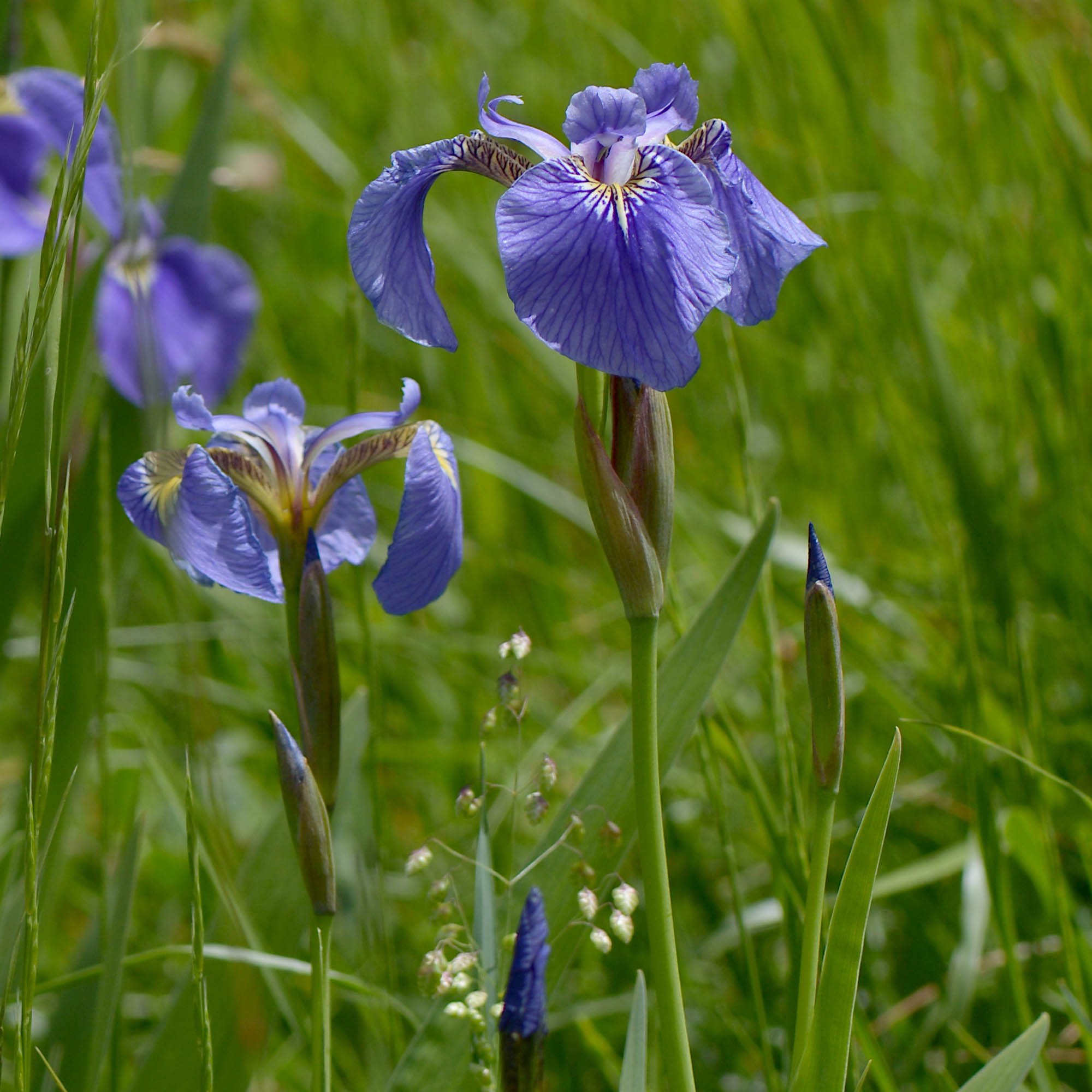 Perennial Iris Setosa Seeds