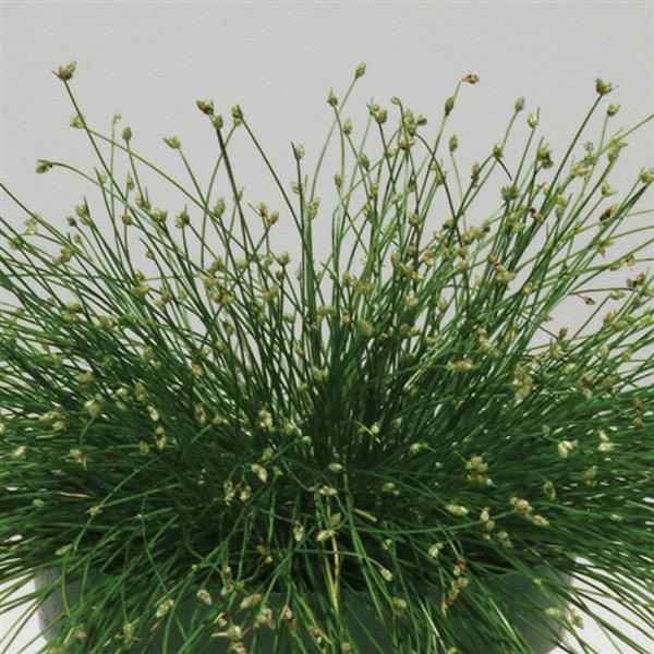 Fiber Optic Grass