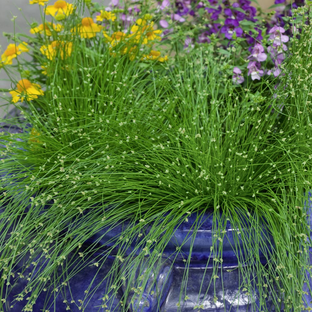 Isolepsis Live Wire Plants